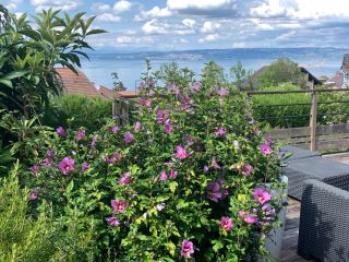 house 8 Rooms for sale on EVIAN LES BAINS (74500)